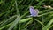 Morning and butterfly and water drops 1