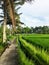 Morning calm view at Teges rice field, Ubud, Bali