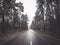 Morning countryside asphalt road among forest park trees. Journey in fog. Travel