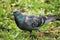 Morning dawn. A beautiful navy pigeon flaunts in the grass of a city park