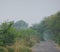 Morning dawn image of Rustic Country Road surrounded by trees