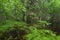 Morning in deciduous stand of Bialowieza Forest