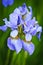 Morning dew on blooming violet irises in garden.Blue flower fiels. spring flowers background. The image perfectly