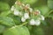 Morning Dew on Blueberry Flowers