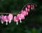 Morning dew on dicentra