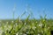 Morning dew drops on growing wheat stems 2