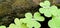 Morning dew drops look beautiful on Common Wood Sorrel (Oxalis montana) plants. Macro photography.