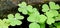 Morning dew drops look beautiful on Common Wood Sorrel (Oxalis montana) plants. Macro photography.