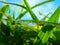 Morning Dew Drops: Nature\'s Sparkling Jewels on the Grass