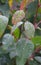 Morning Dew Drops - Water Condensation on Plant Leaves - Natural Background