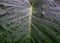 The morning dew is on elegant taro leaves