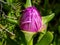 Morning dew on a flower Hottentots Fig