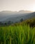 morning dew on green grass shoots sunrise bokeh