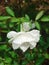 Morning dew hatches on white rose petals