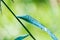 Morning dew pebbled on a blade of grass