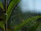 Morning dew on a spider web