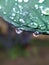 morning dew on taro leaves