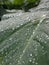 morning dew on taro leaves