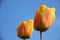 Morning Dew On Tulips Corolla