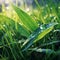 Morning Dew on Vibrant Blades of Grass