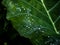 Morning Dew: Water Drops on Leaf Glisten in Soft Light