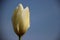 Morning Dew On White Tulips Corolla