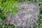 Morning Dewdrops on a Spider Web of a Holly Bush