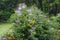 Morning Dewdrops on Spider Webs of a Holly Bush