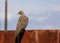 Morning Dove on a fence