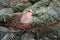 Morning Dove On Nest