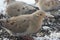 Morning Doves Searching for Seeds