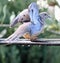 A Morning Doves about to take off