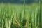 Morning drop on leaf on rice field