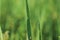 Morning drop on leaf on rice field