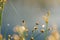 Morning drops of dew in a spider web.