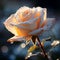 Morning Elegance: Detailed Close-Up of a Dew-Covered Rose, Nature\\\'s Delicate Embrace Unveiled - AI Generative