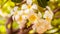 Morning Elegance: Plumeria obtusa L. Blooming with Radiant Light