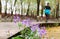 Morning exercise, purple flowers, wooden path
