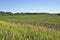 Morning in a field of corn