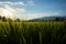 Morning fields Sunlight bathes the rice field in a sunrise glow