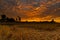 Morning fire sky and scattered clouds with trees and agricultural field as silhouette foreground