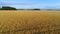 Morning flight over the ripening wheat field aerial video. Yaroslavl region