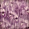 Morning floral violet iris springtime