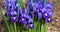 Morning flower iris park