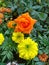 Morning flowers yellow orange green Background. Buds and flowers Indian flowers