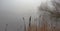 Morning fog in anglli in the park by the lake, St Chad`s Nature Reserve, January 2021