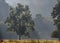 Morning Fog Covers Large Tree and Open Field