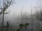 Morning fog covers swamp created by beaver