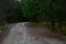 Morning fog in the fir forest. The road is through a coniferous wild area and moss