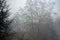 Morning Fog in Germany - Mystical Scene